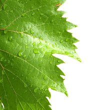 Grape Leaves On A White