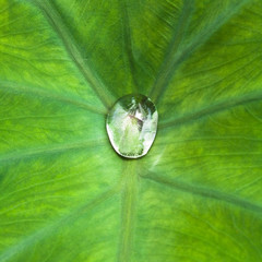 drop on leaf