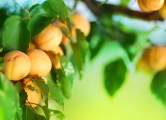 Wall Mural - Growing Apricot