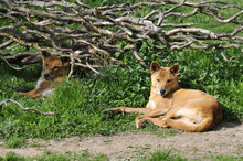 Dingos Couchés Dans L'herbe