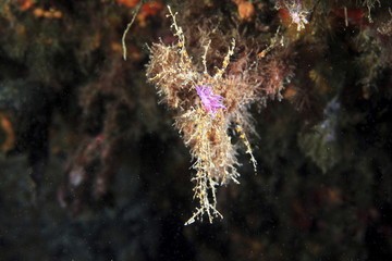 flabellina rosa