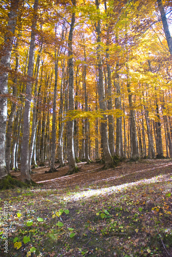 Naklejka na szybę Foliage in autumn