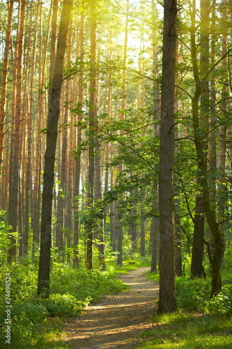 Naklejka na szybę Summer park road