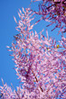 © Unclesam - hampe florale rose