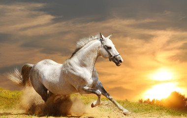 Wall Mural - white stallion