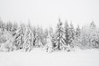 canvas print picture - Winterbäume 1