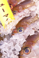 Poster - fish for sell in japan fish market