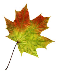 Wall Mural - Autumn leaf