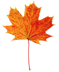 Wall Mural - Autumn leaf