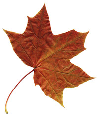Wall Mural - Autumn leaf