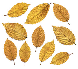 Wall Mural - leaf