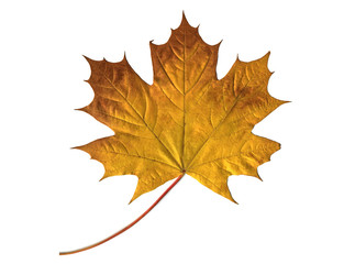 Wall Mural - Autumn leaf