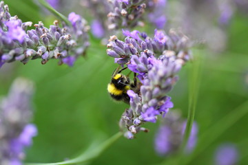 Wall Mural - bumble bee collecting pollen