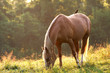 Tan Horse in morning light