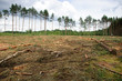 © PrzemyslawWasilewski - FOREST HARVESTERS