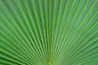 © Zakharchenko - palm leaf
