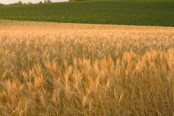 Wall Mural - Gold wheat