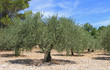 oliviers, production oléicole