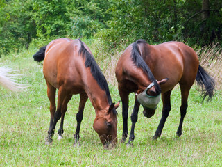 Obraz na płótnie łąka pole koń