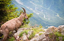 Wild Mountain Goat  - Capra Ibex Climbing On A Rock In Alps