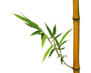 Wall Mural - Bamboo