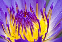 Close Up Purple Water Lily