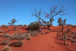 Wüste Zentral Australien