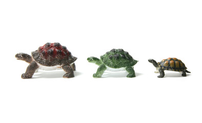 Wall Mural - Miniature Tortoises