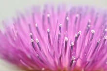 Pink Flower Blurry Background. Welted Thistle Petals Closeup