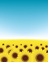 Wall Mural - Summer meadow, sunflowers field