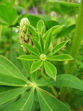 The Leaves Of Lupine (Lupinus), Family Fabaceae