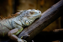Sleepy Iguana