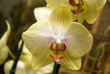 Fototapeta Storczyk - one beautifull yellow flower closeup. one phalaenopsis
