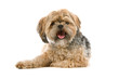mixed breed dog, maltese-shih tzu, sticking out tongue
