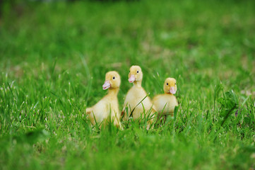 Wall Mural - three fluffy chicks