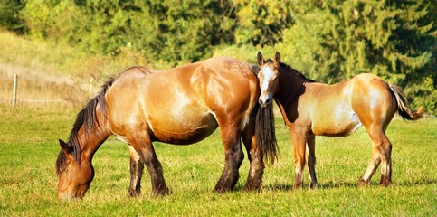 Mother and chlid grazing