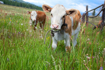 Young calves