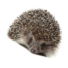 Poster - western European Hedgehog, Erinaceus europaeus