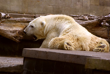 Fauler Eisbär