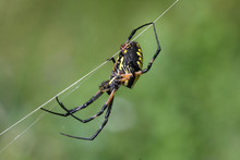 Black & Yellow Garden Spider Argiope Aurantia