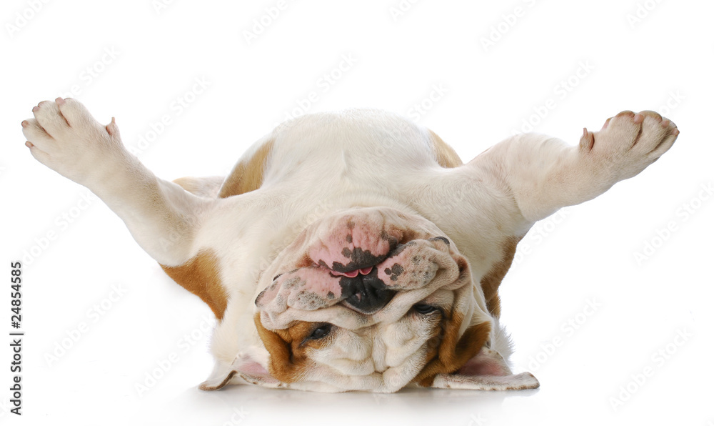 Obraz na płótnie dog laying on his back w salonie