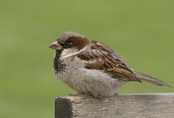 House Sparrow