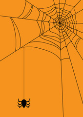 Vector illustration of spider‘s web with spider