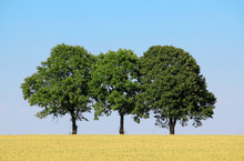 Three Trees Cornfield And Blue Sky