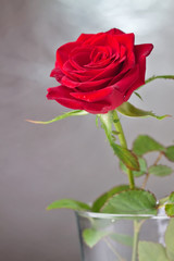 Wall Mural - beautiful close-up rose with water drops