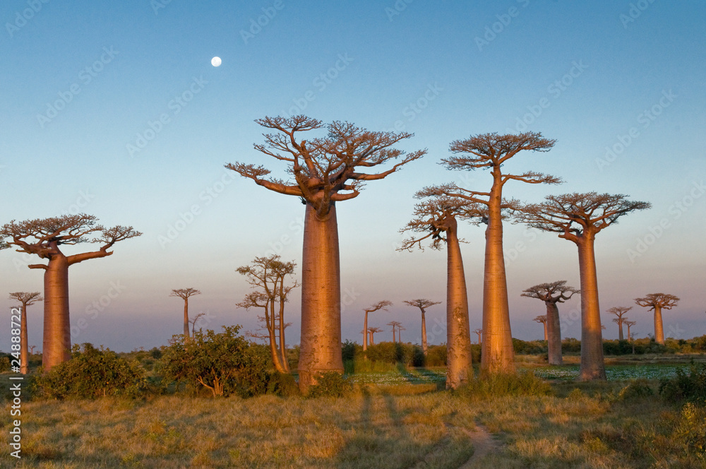Field of Baobabs - obrazy, fototapety, plakaty 