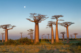 Fototapeta  - Field of Baobabs