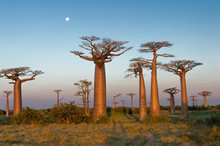 Field Of Baobabs
