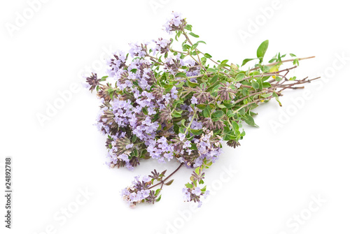 Fotografía Herbal medicine:Thyme (Thymus serpillum)