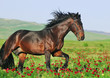 portrait of beautiful arabian horse in motion